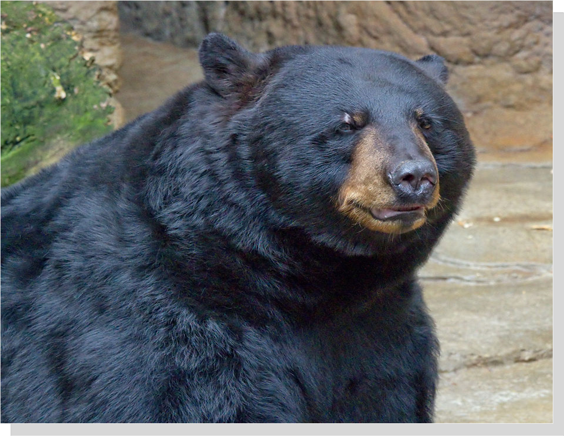 American Black Bear (Greg hume(